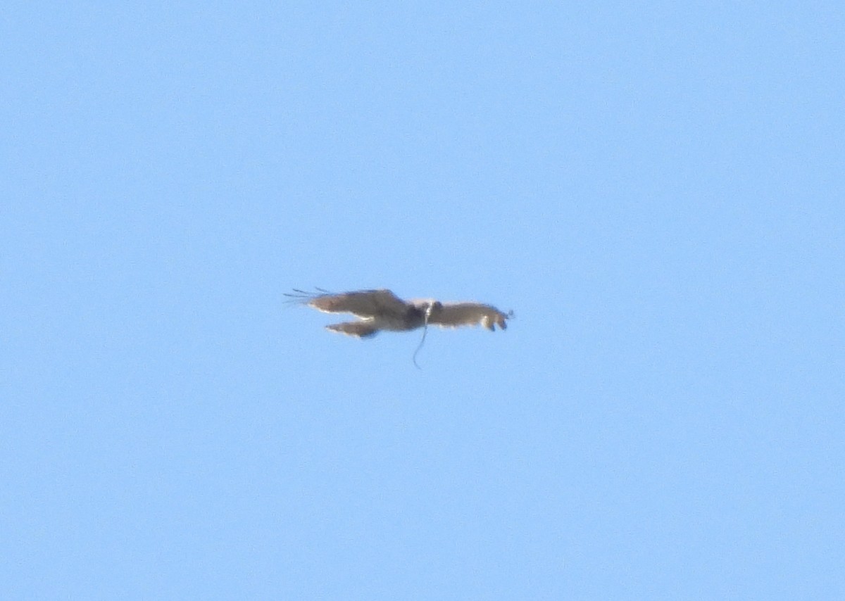 Short-toed Snake-Eagle - ML346658691