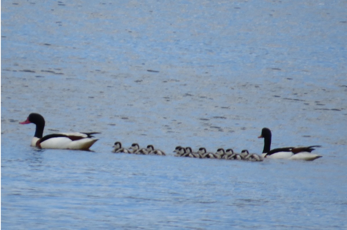 Common Shelduck - ML346659181