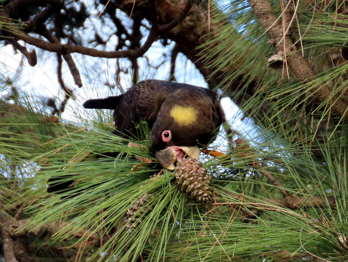 Yellow-tailed Black-Cockatoo - Marian W