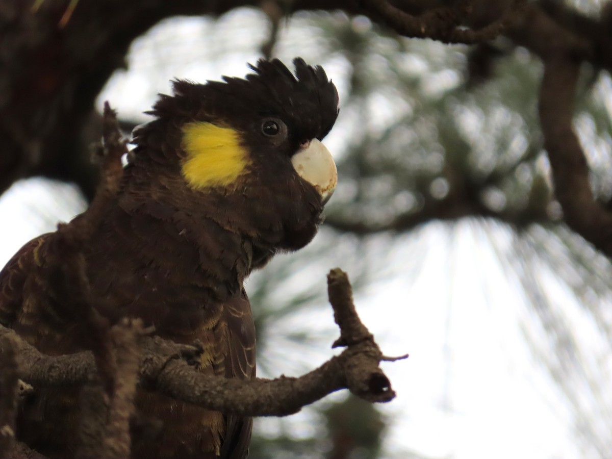 Yellow-tailed Black-Cockatoo - Marian W