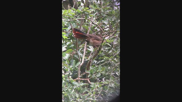 Colombian Chachalaca - ML346661991