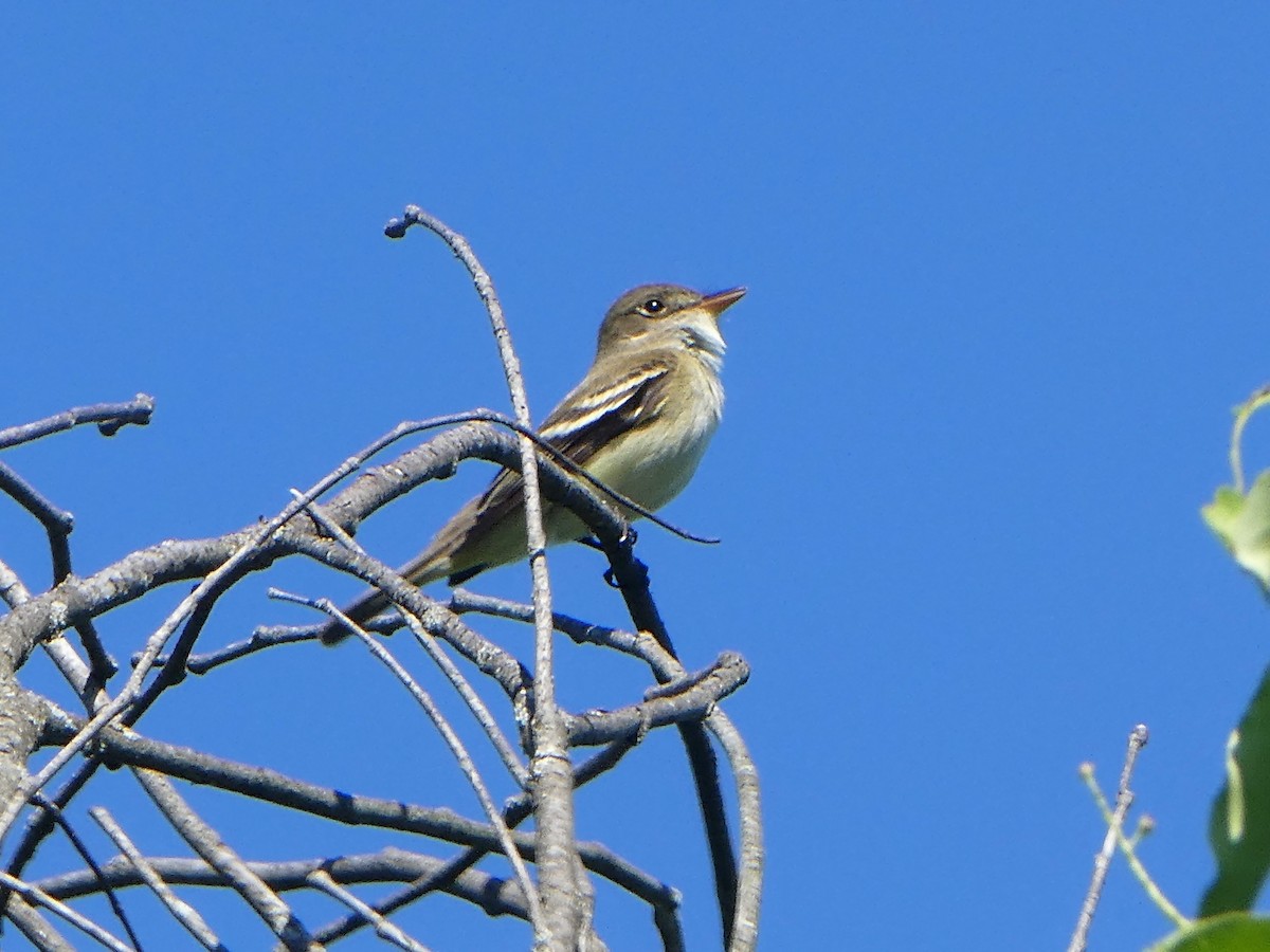 Willow Flycatcher - Daniel Alain Dagenais