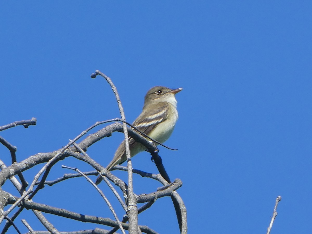 Willow Flycatcher - Daniel Alain Dagenais