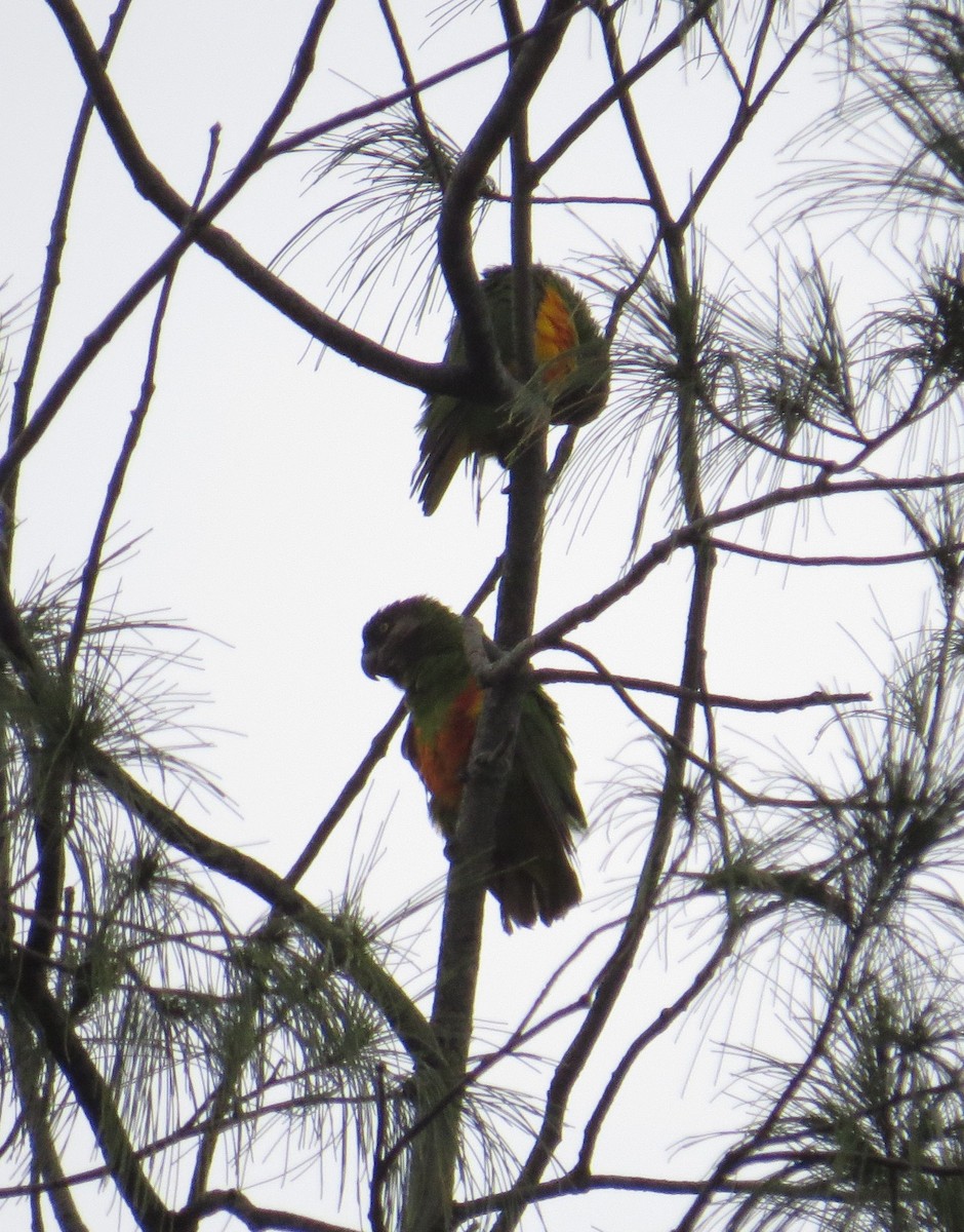 Senegal Papağanı - ML346662751