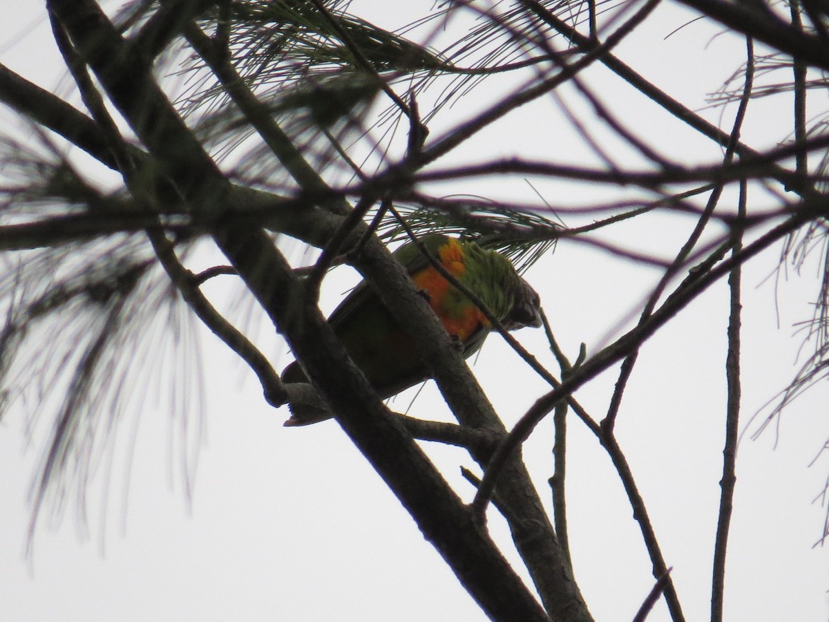 Senegal Parrot - Henry Burton