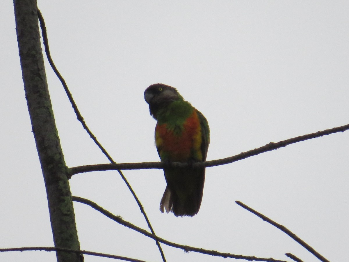 Senegal Papağanı - ML346662801