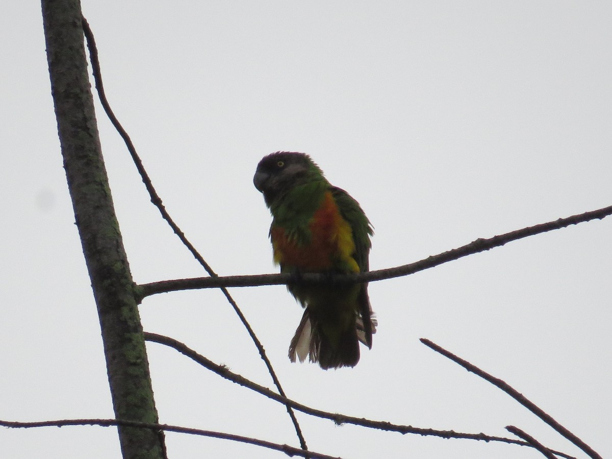 Senegal Papağanı - ML346662811