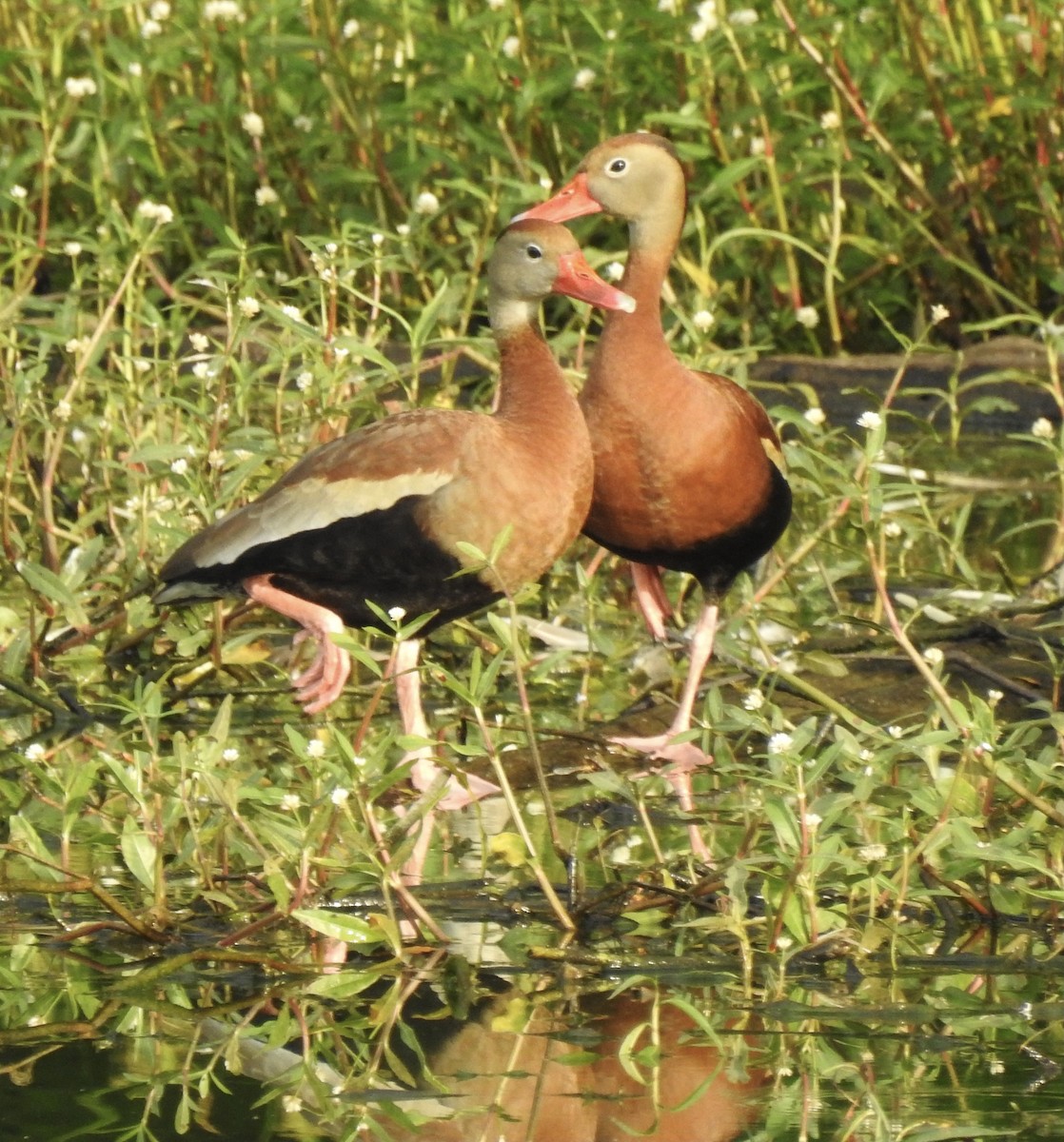 Black-bellied Whistling-Duck - ML346664641