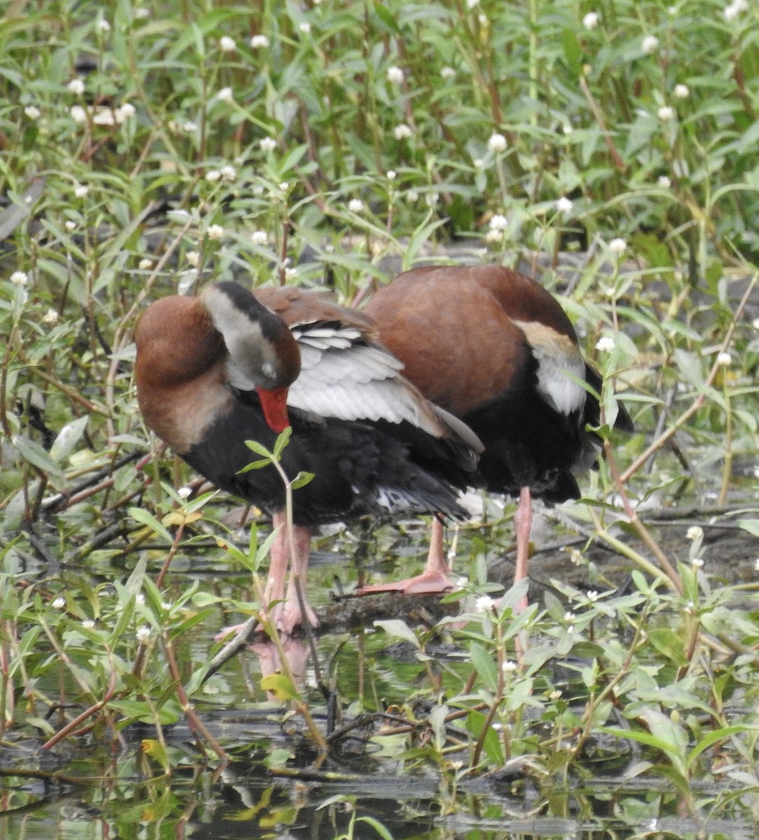 Black-bellied Whistling-Duck - ML346664671