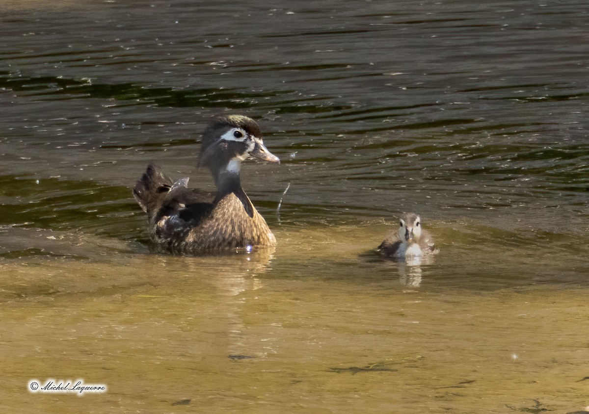 Wood Duck - ML346665211