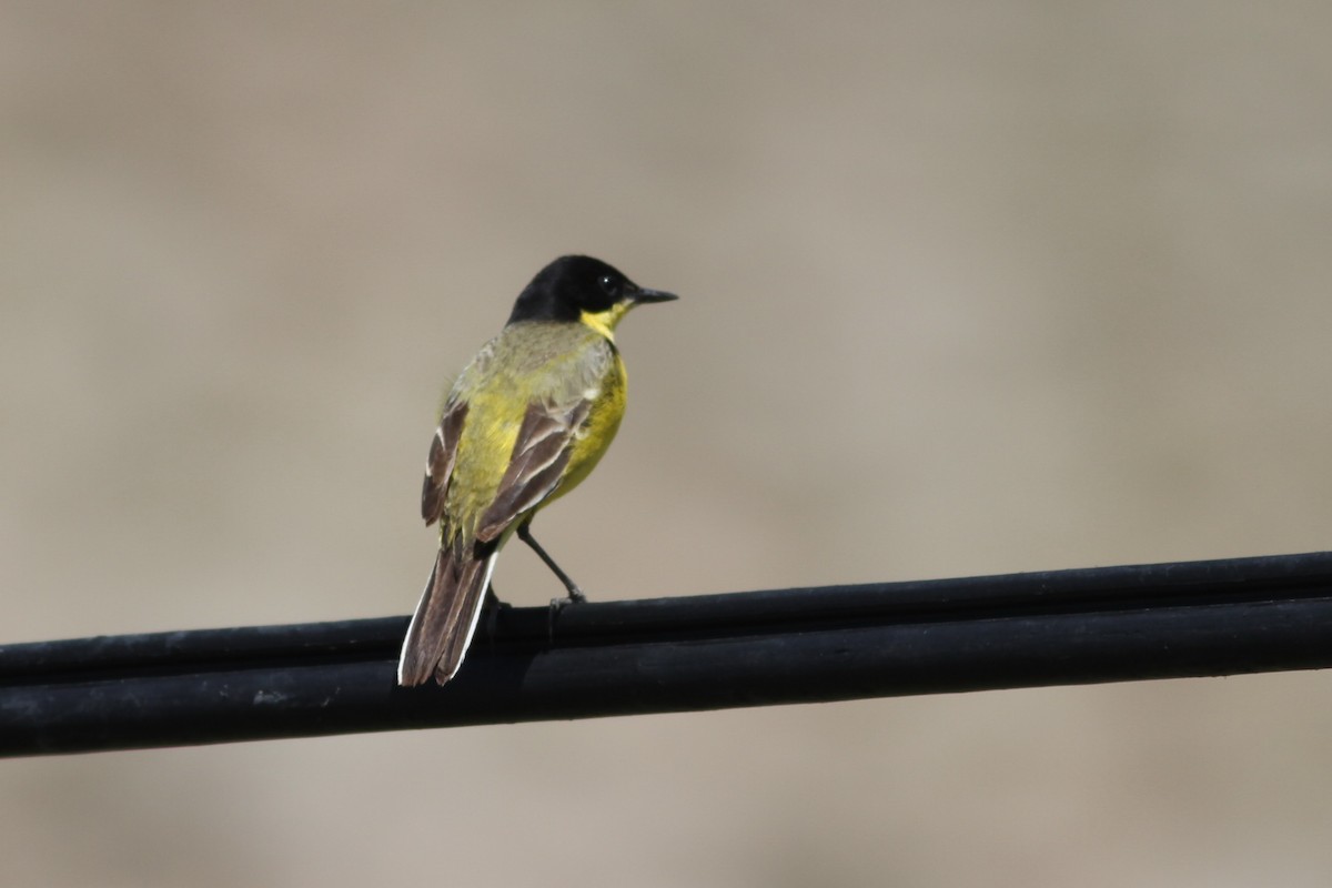 wagtail sp. - Mészáros József