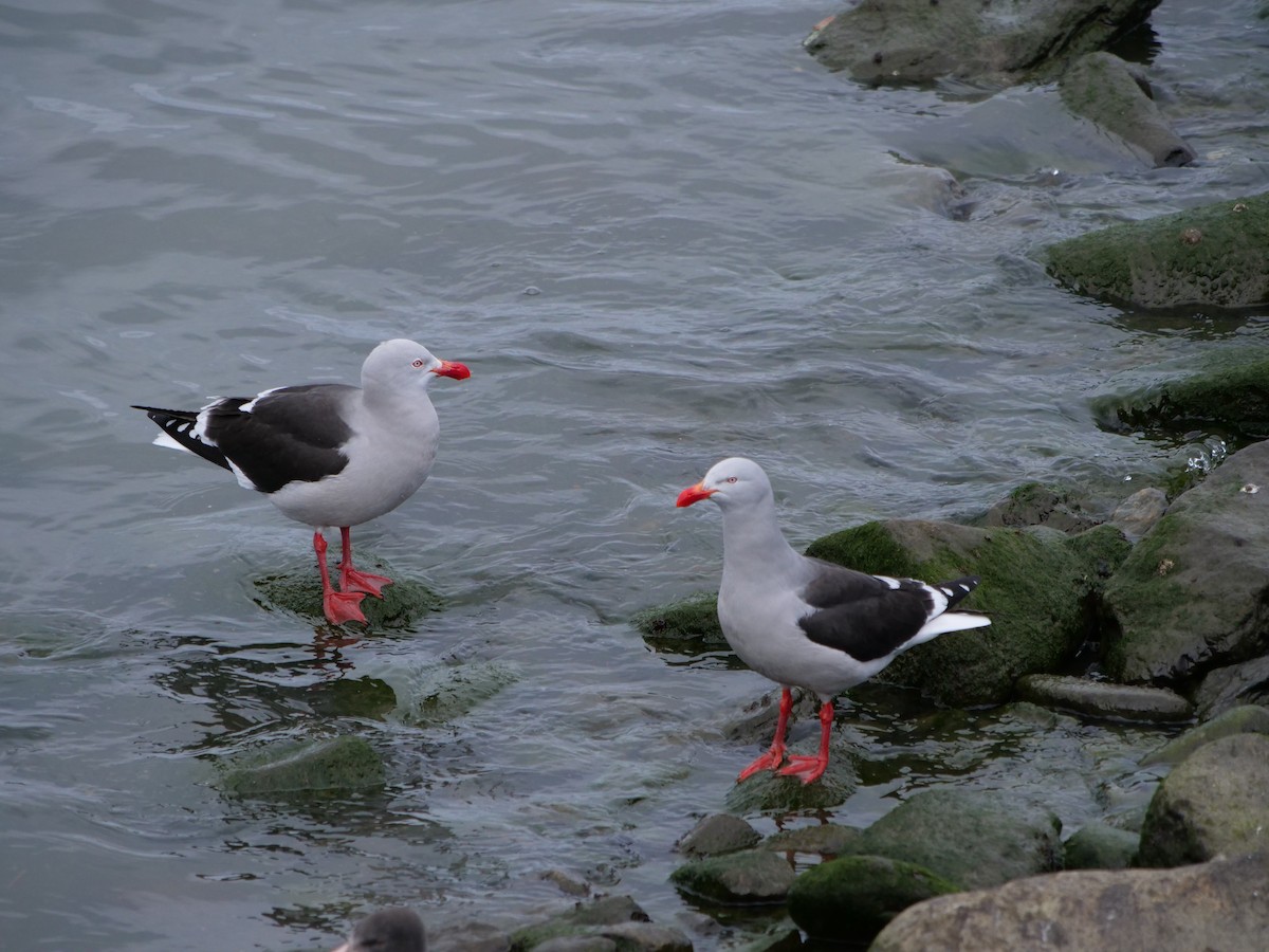 Dolphin Gull - ML346669091