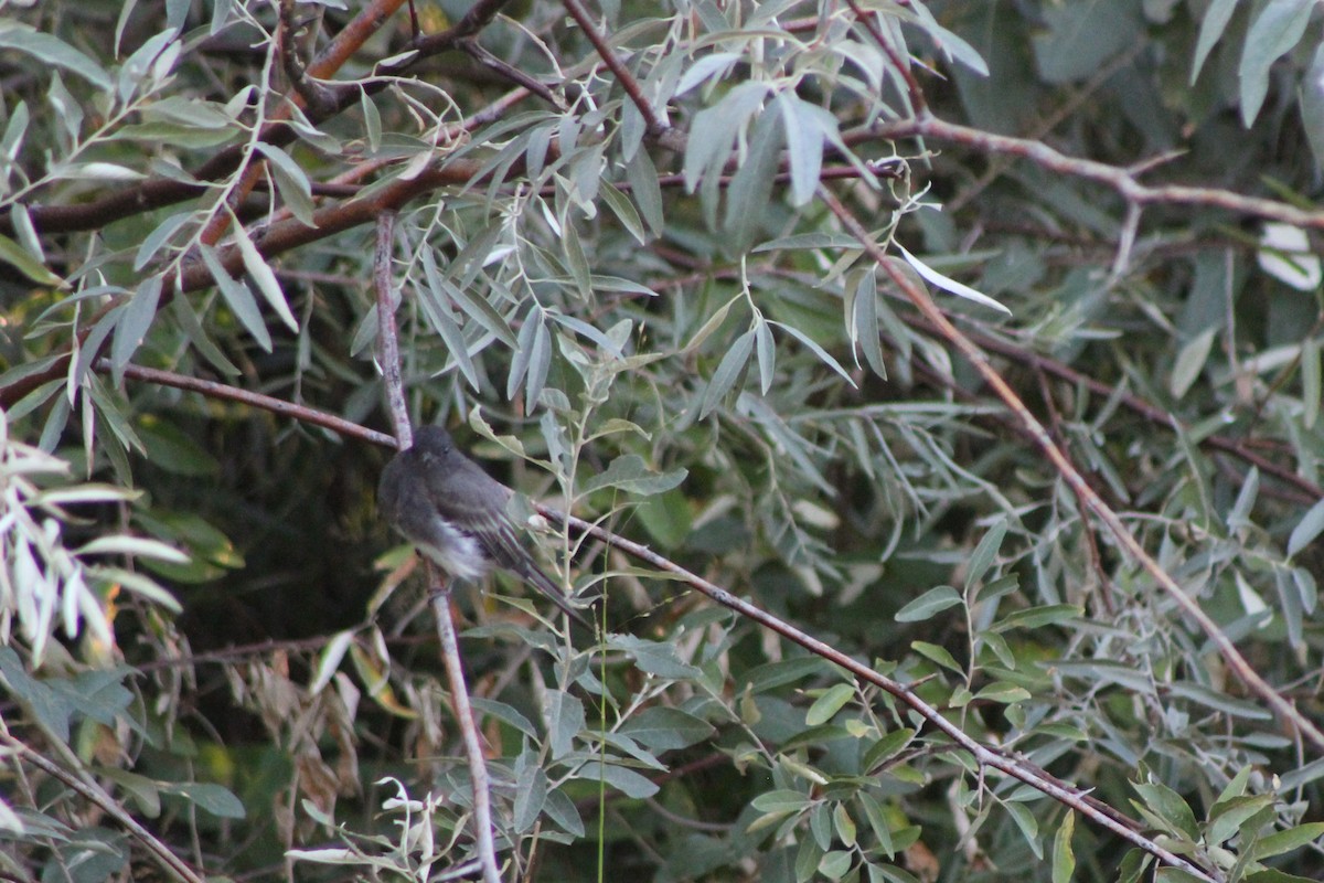 Black Phoebe - David Lerwill