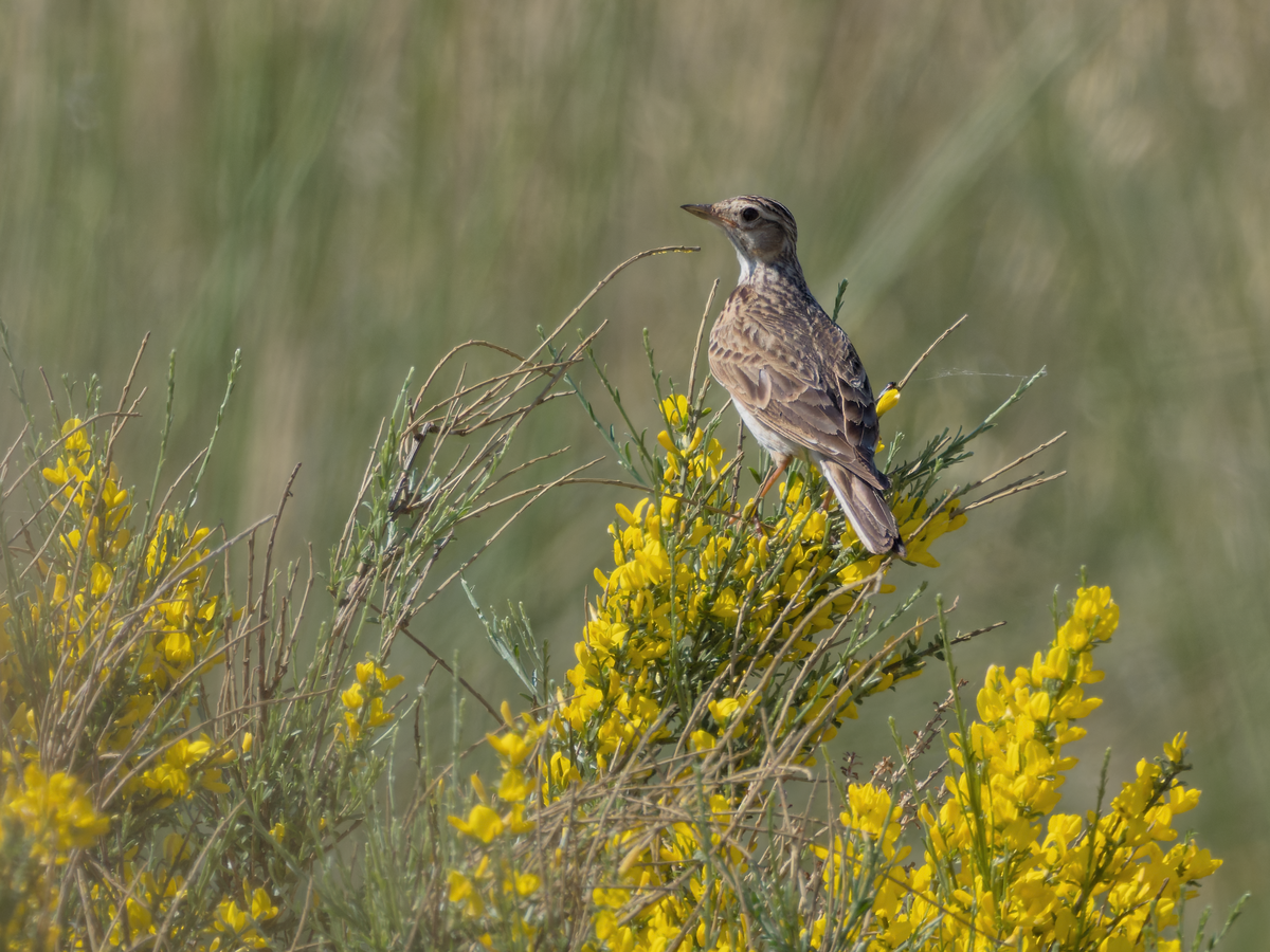 Eurasian Skylark - ML346669731