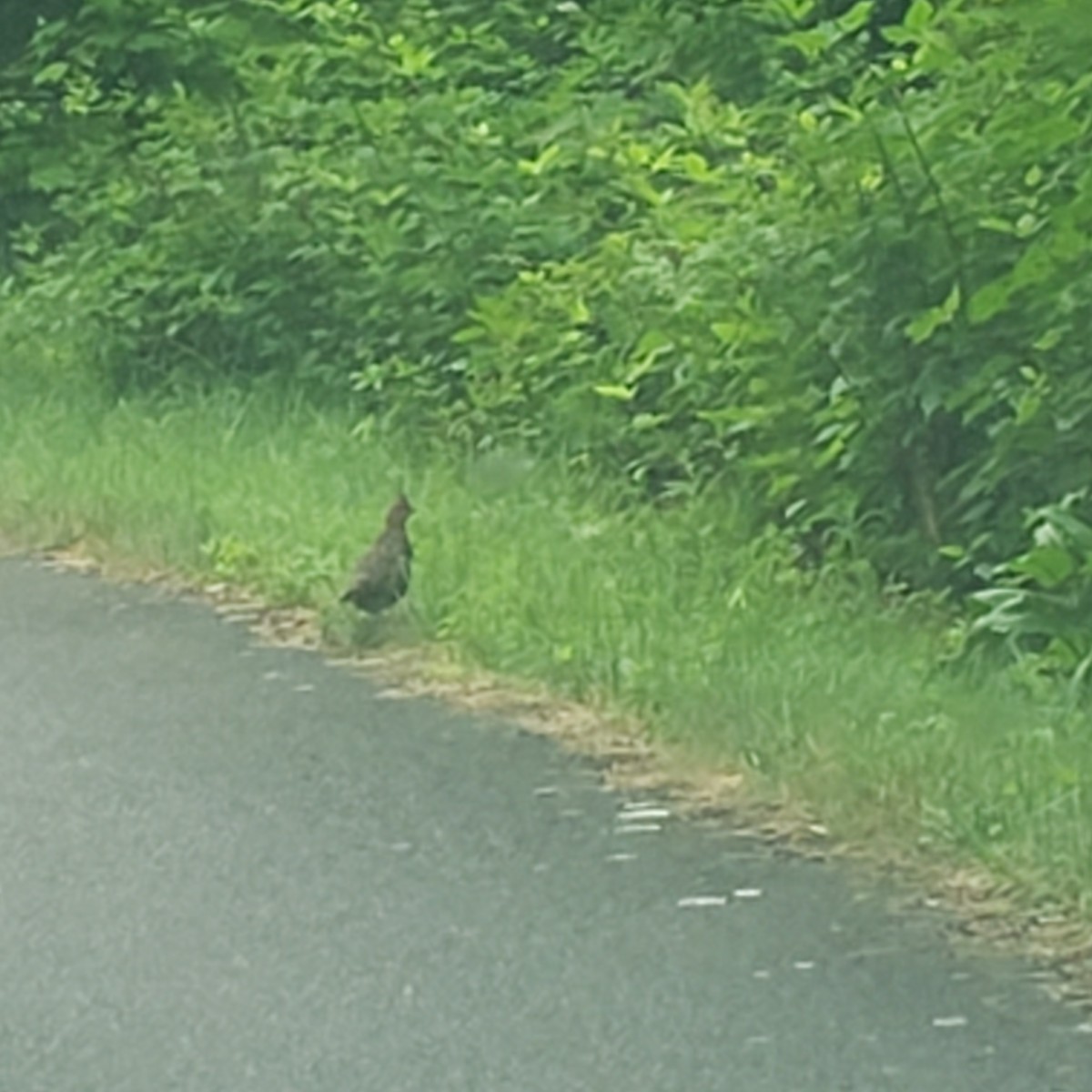 Ruffed Grouse - ML346670271