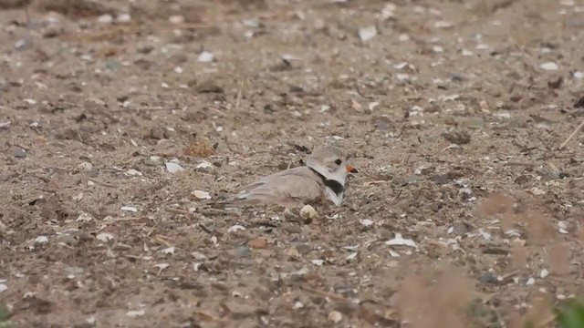 Piping Plover - ML346670321