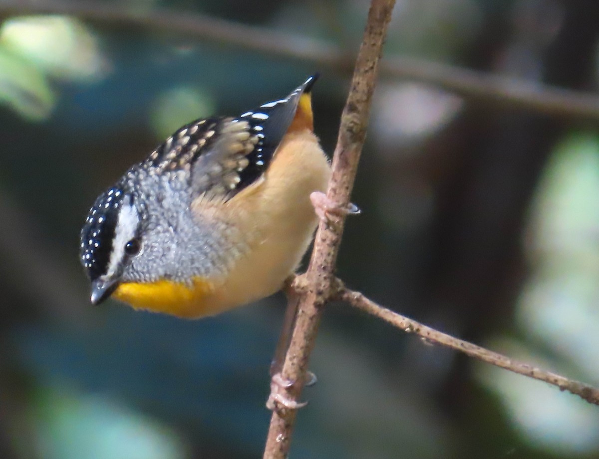 Spotted Pardalote - ML346672821