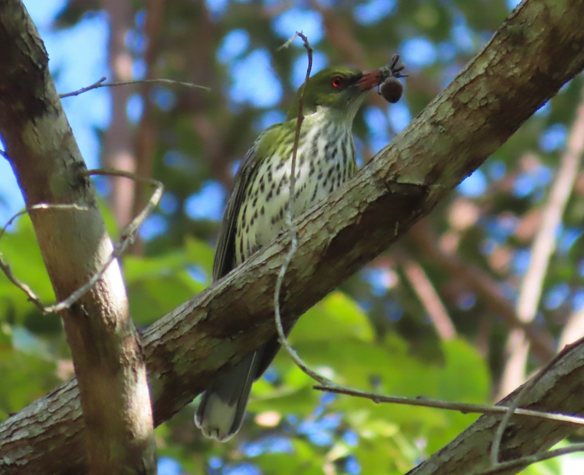 Olive-backed Oriole - ML346672841