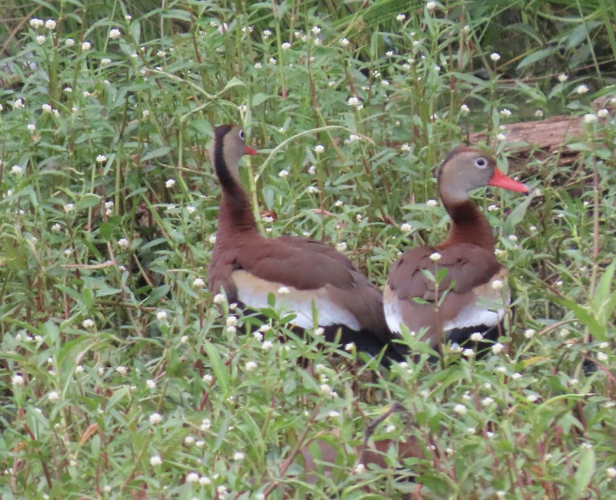 Black-bellied Whistling-Duck - ML346673441