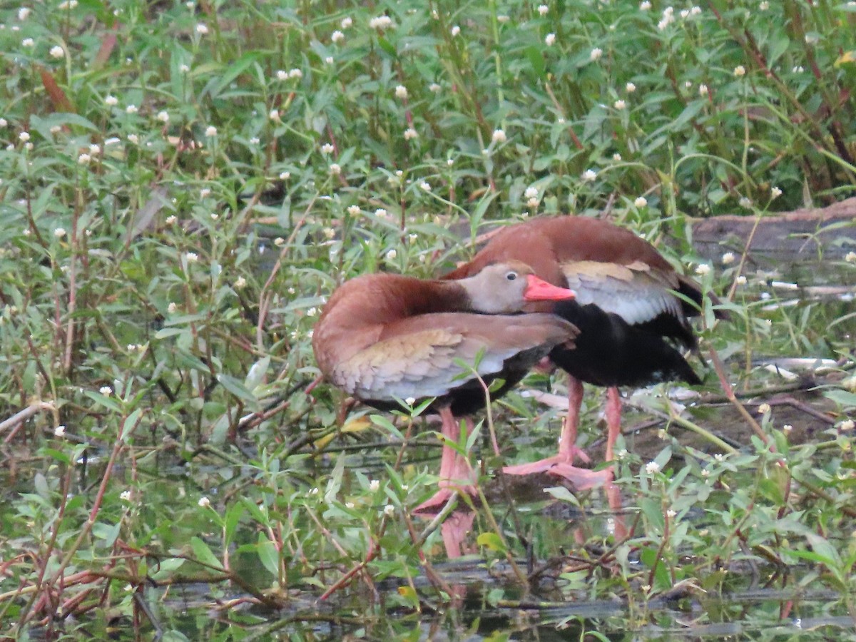 Black-bellied Whistling-Duck - ML346673451