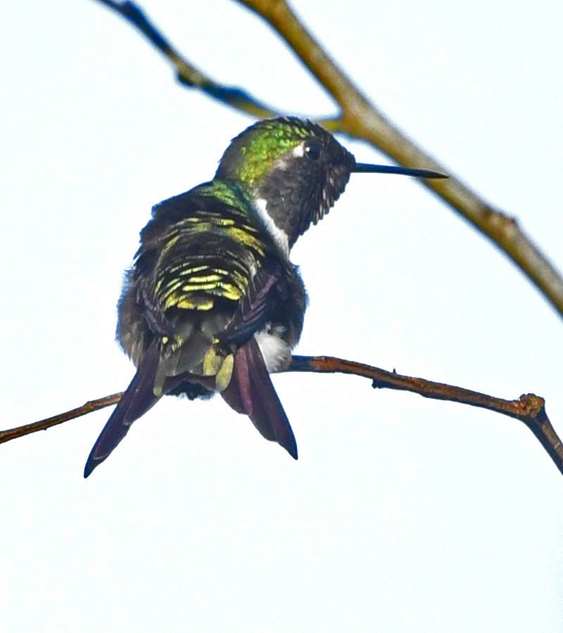 Amethyststernkolibri - ML346673781