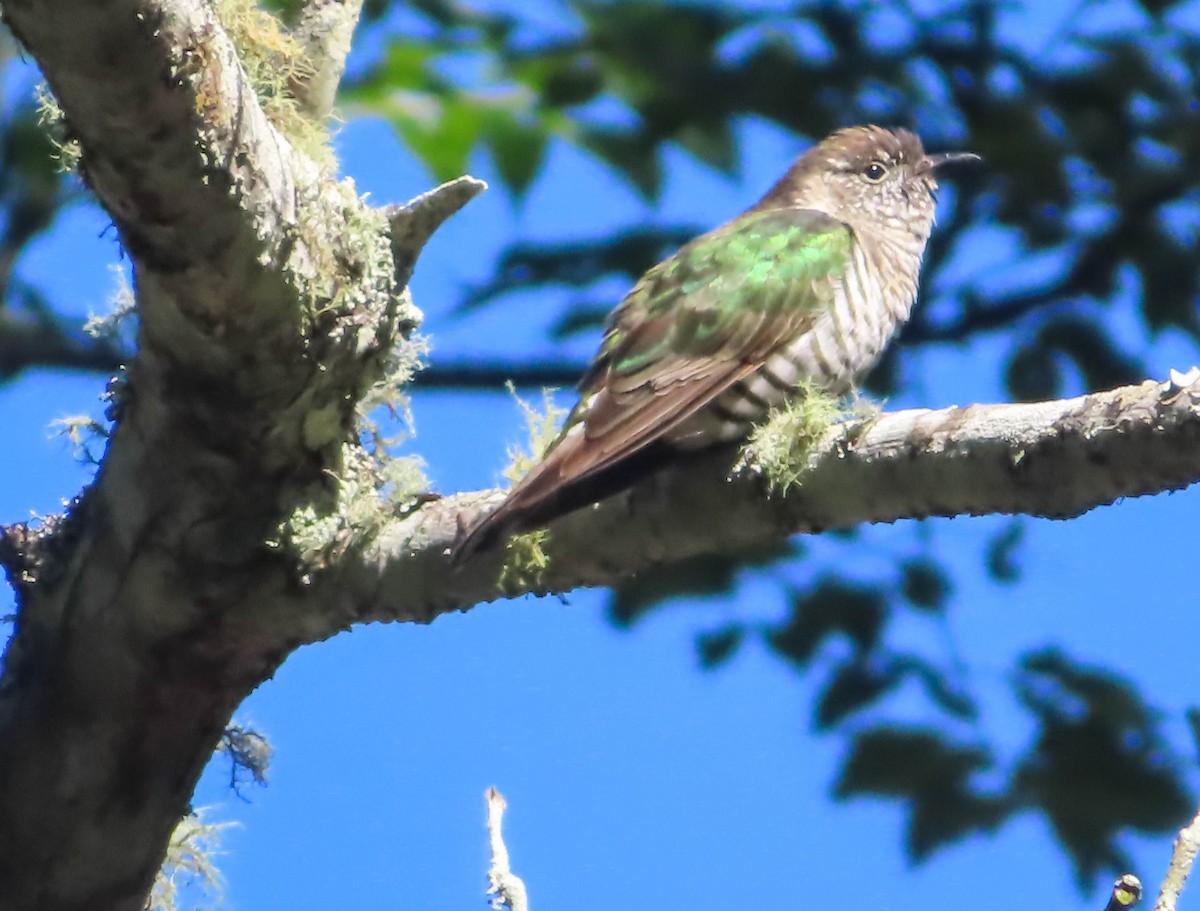 Shining Bronze-Cuckoo - ML346674531