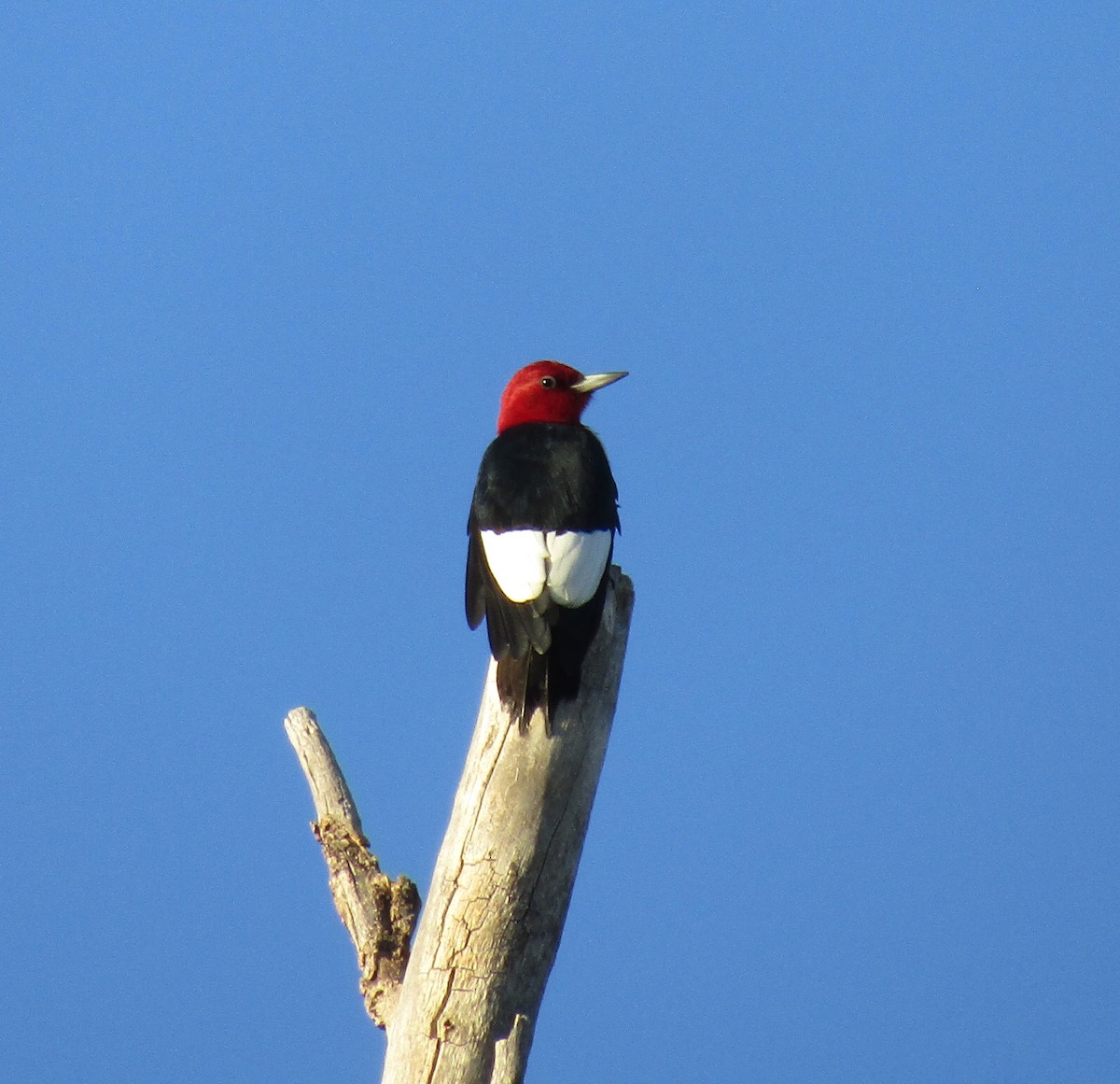 Red-headed Woodpecker - ML346674591