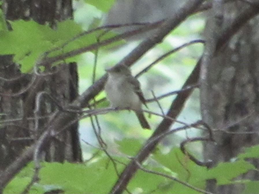Acadian Flycatcher - ML346674721