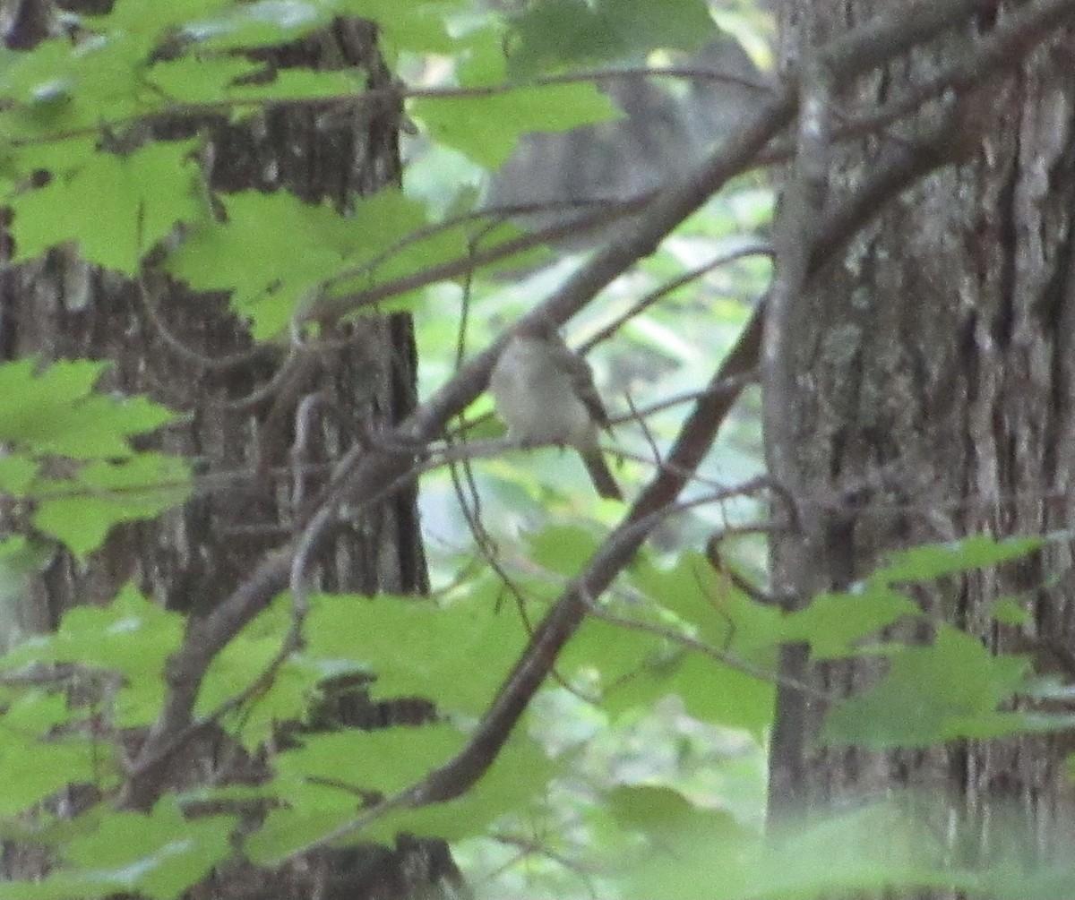 Acadian Flycatcher - ML346674761