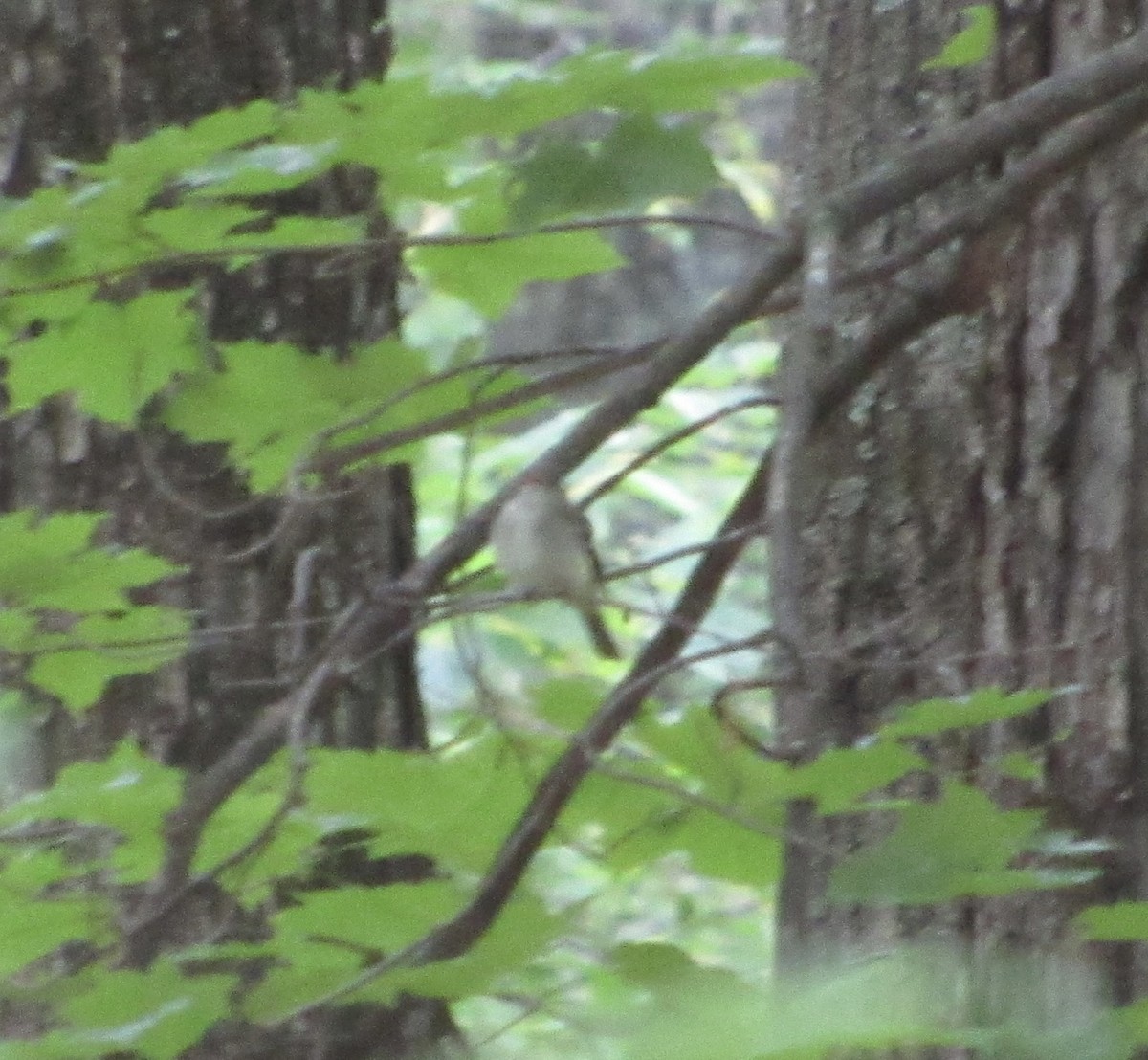Acadian Flycatcher - ML346674781