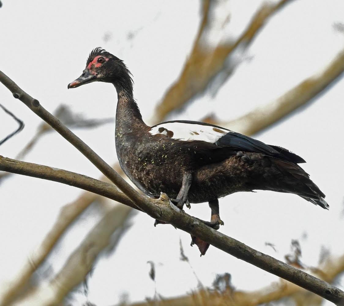 Muscovy Duck - ML346674931