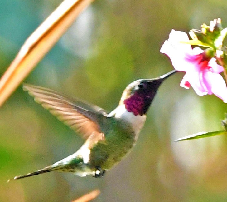 Amethyststernkolibri - ML346675041