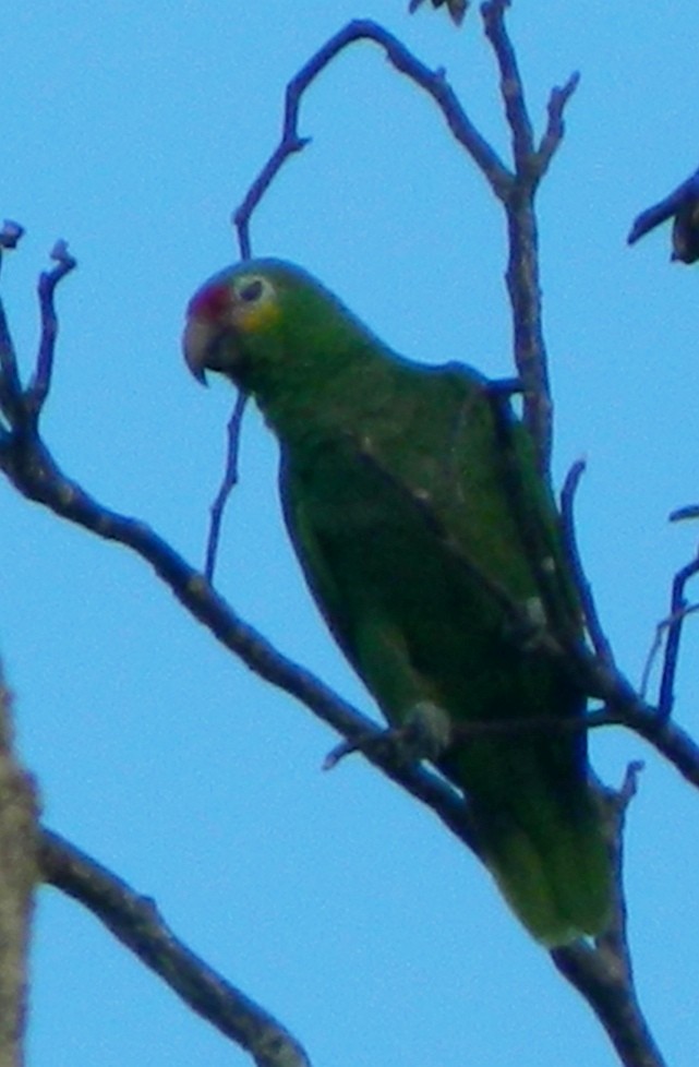 Red-lored Parrot - Isaac Quiroz