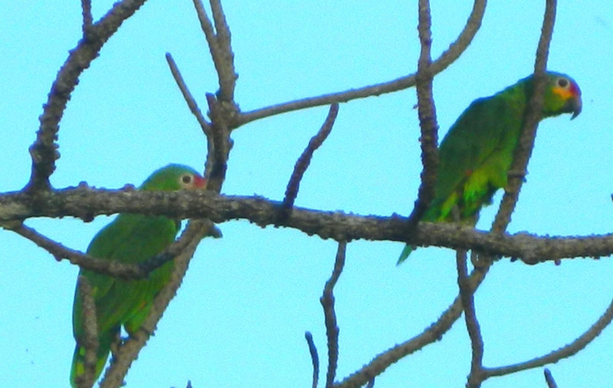 Red-lored Parrot - ML346675131