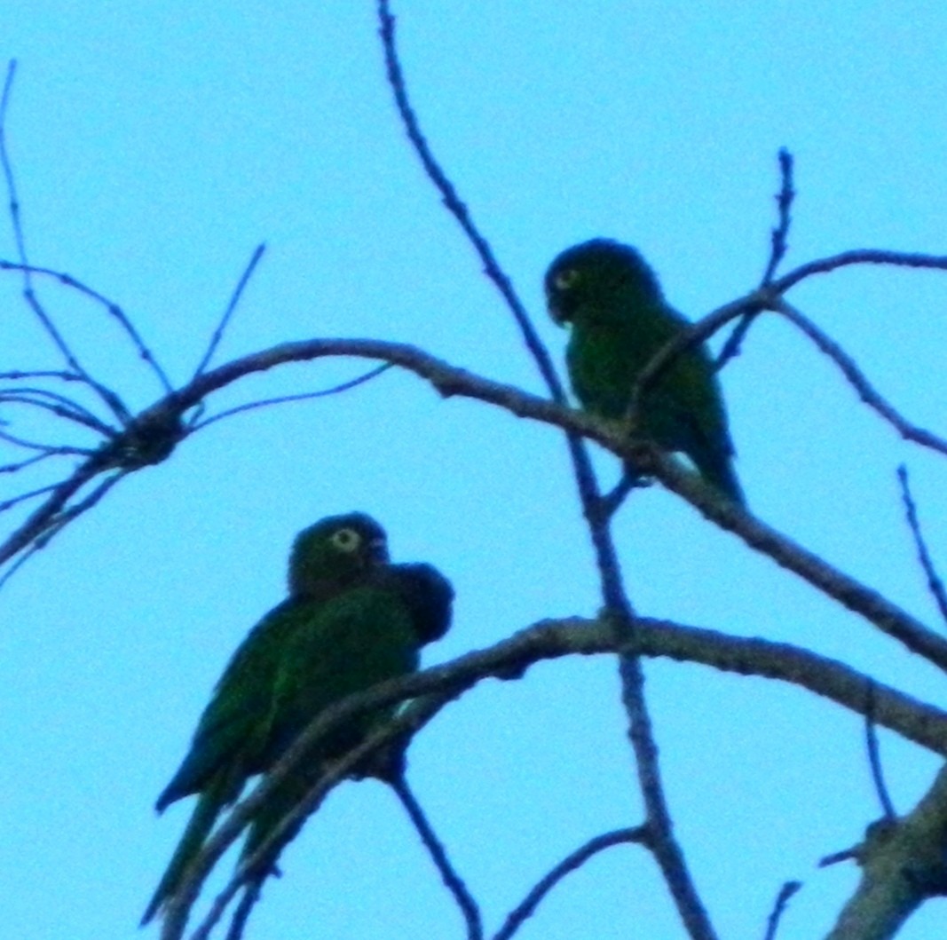 Olive-throated Parakeet - Isaac Quiroz