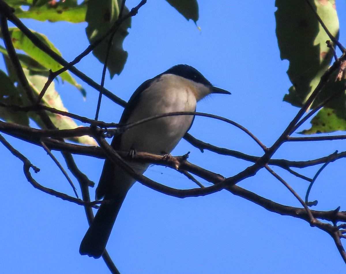 Restless Flycatcher - ML346675251