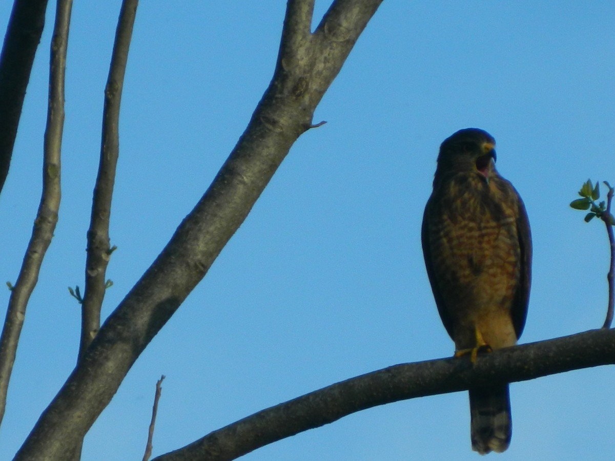 Roadside Hawk - ML346675431