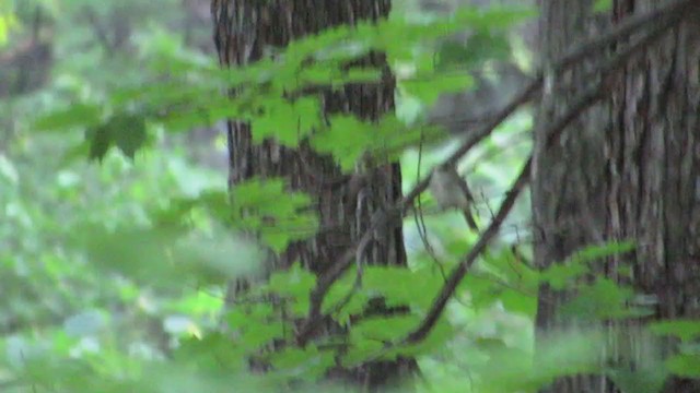 Acadian Flycatcher - ML346676481