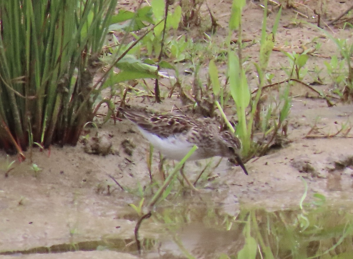Least Sandpiper - ML346676951