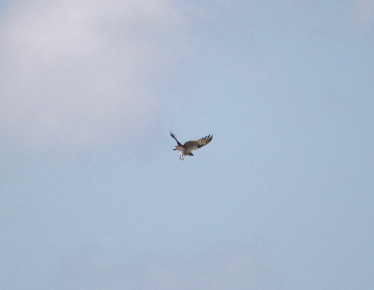 Osprey (Australasian) - ML346677091