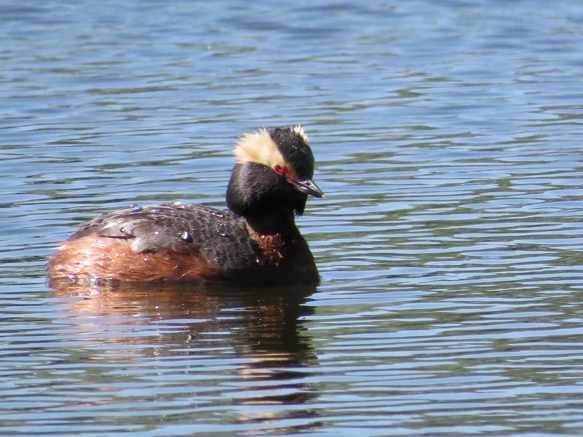 Horned Grebe - Marie-Lou Bernatchez