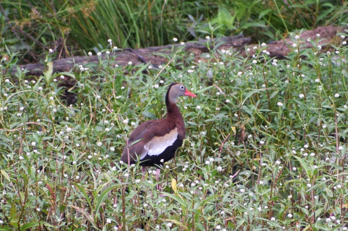 Black-bellied Whistling-Duck - ML346677311