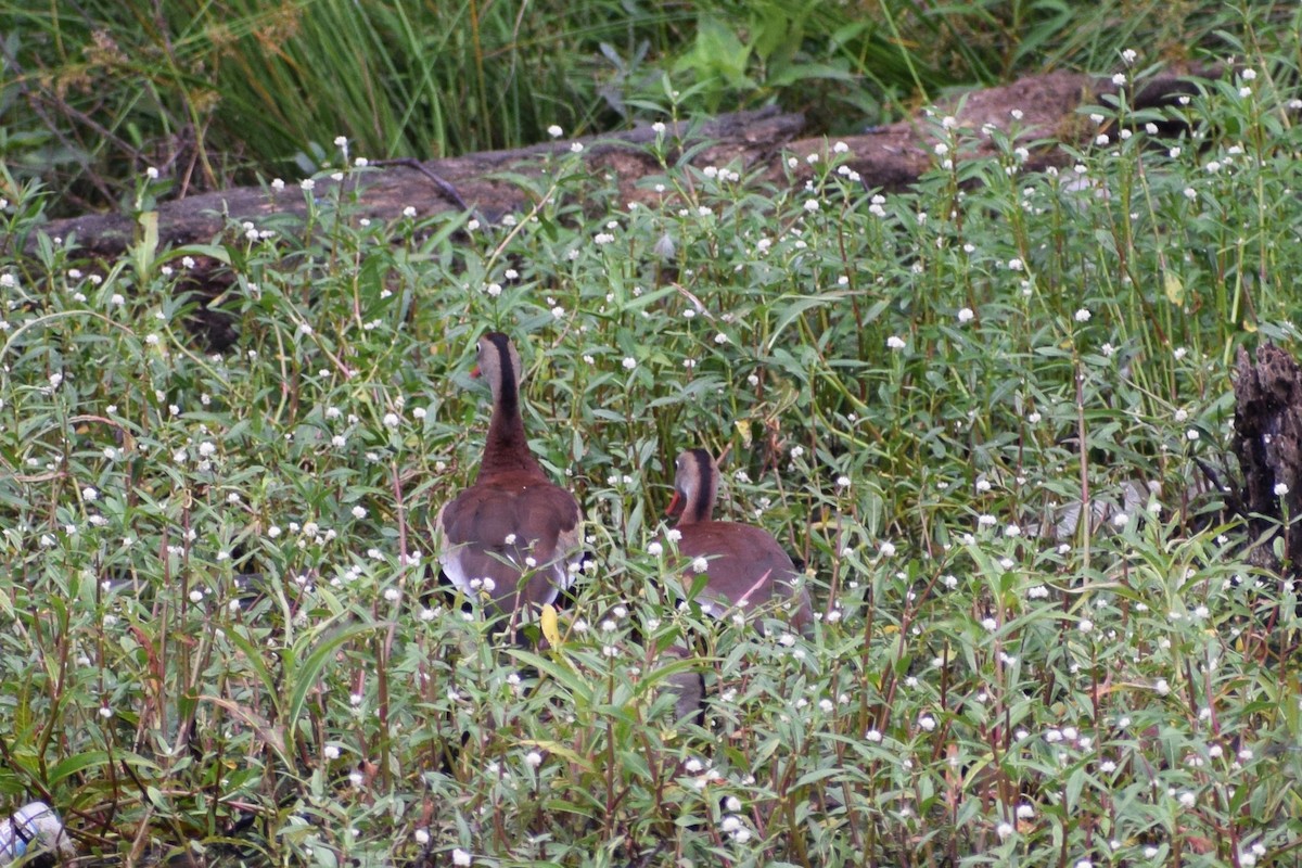 Black-bellied Whistling-Duck - ML346677321