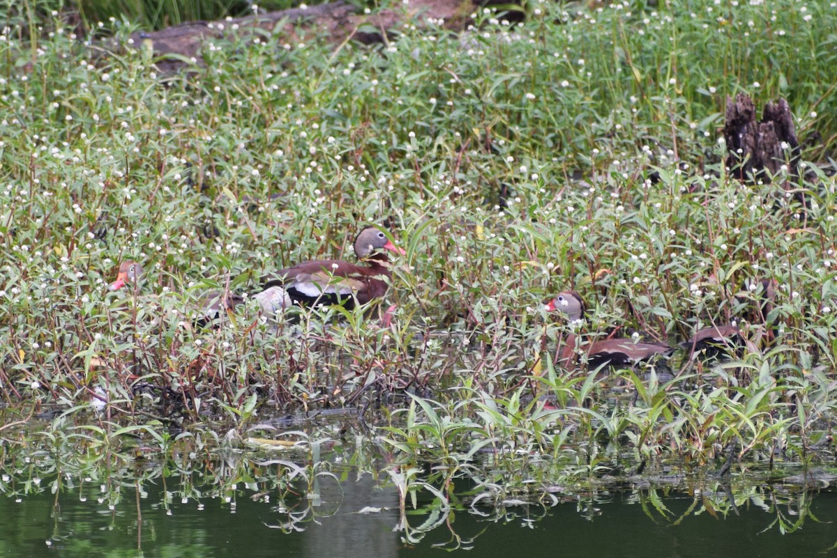 Black-bellied Whistling-Duck - ML346677331