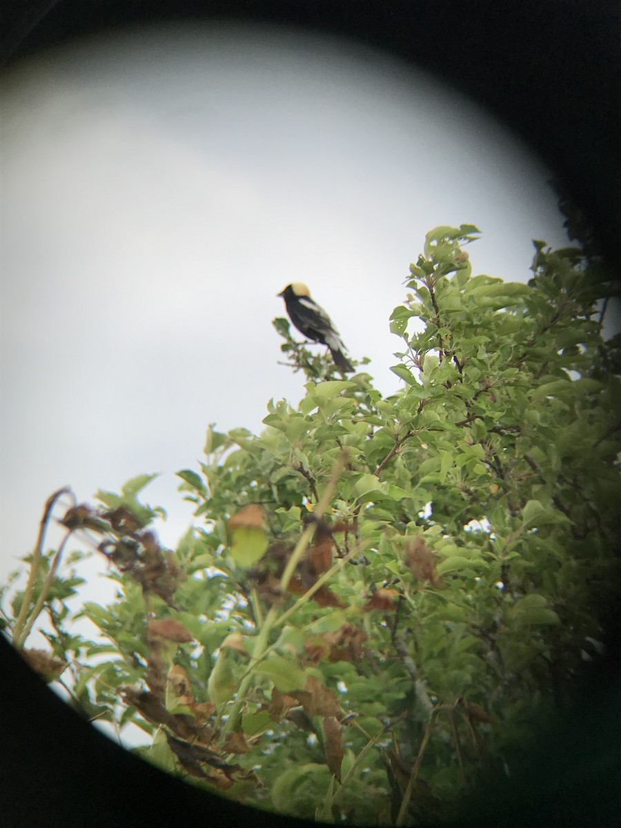 bobolink americký - ML346677871