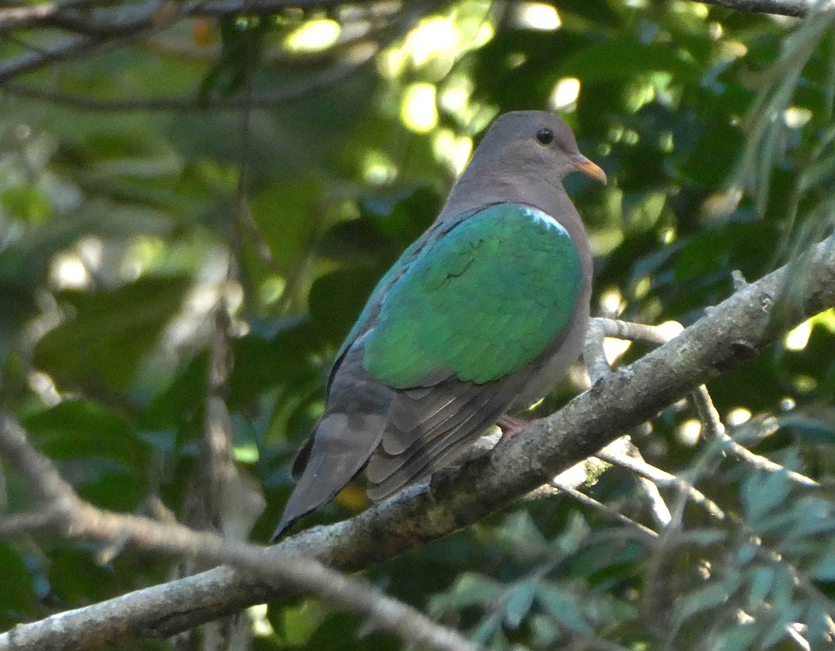 Pacific Emerald Dove - Paul Dobbie
