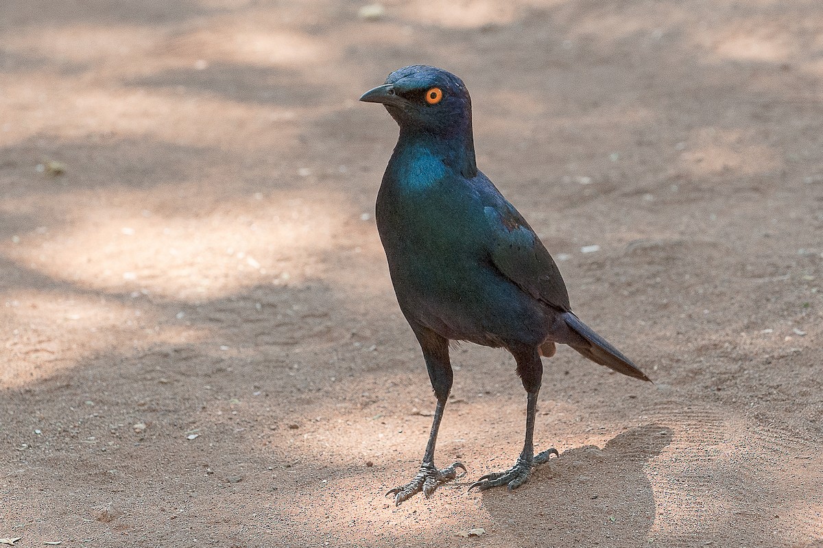 Cape Starling - ML346680711