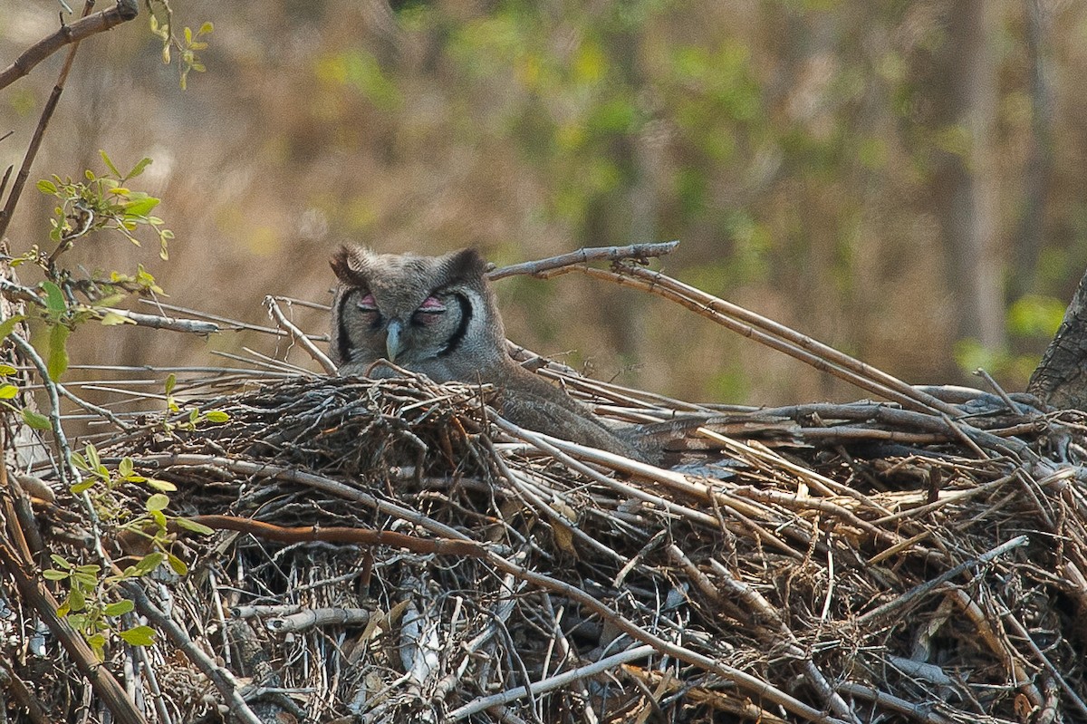 Verreaux's Eagle-Owl - ML346681071