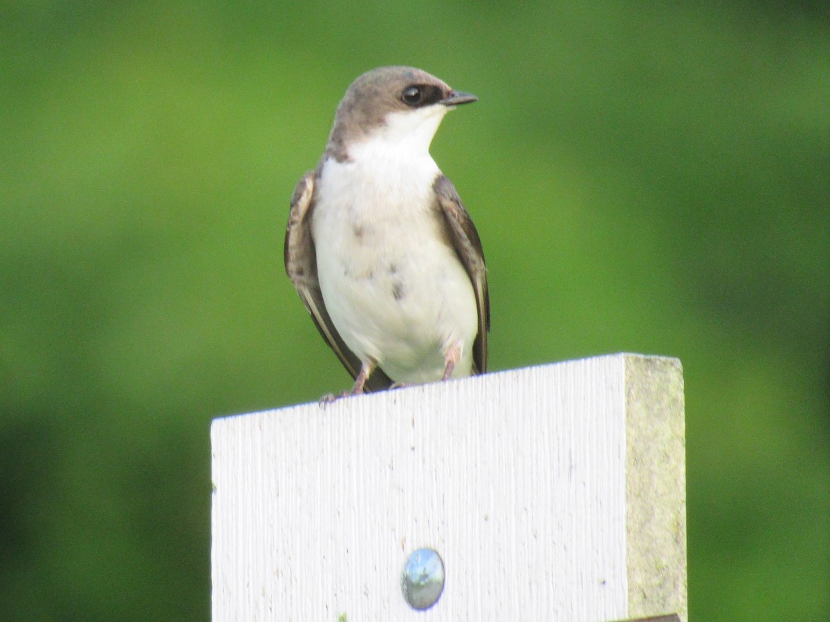 Tree Swallow - ML346682991