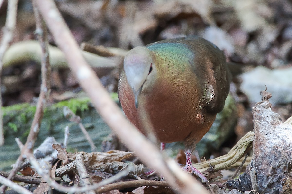 Lemon Dove - ML346683671